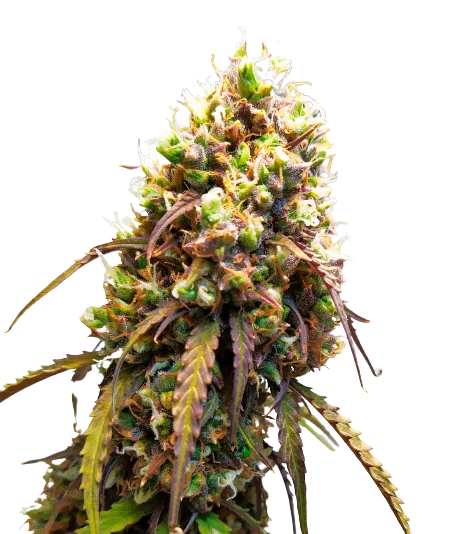 West OG cannabis seeds packaging — Royal King Seeds Australia