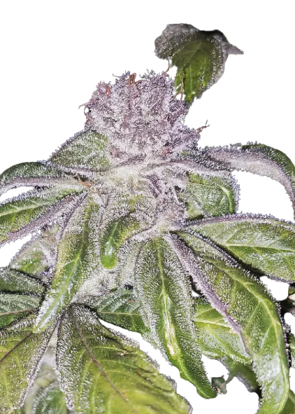 Whitaker Blues cannabis seeds packaging — Royal King Seeds Australia