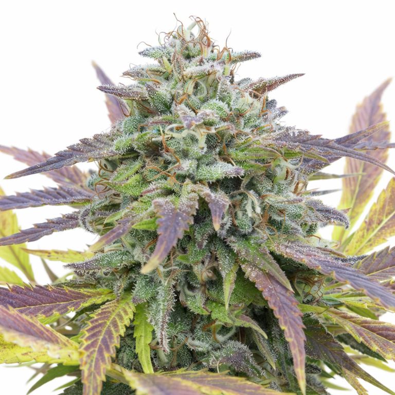 White Berry cannabis seeds packaging — Royal King Seeds Australia