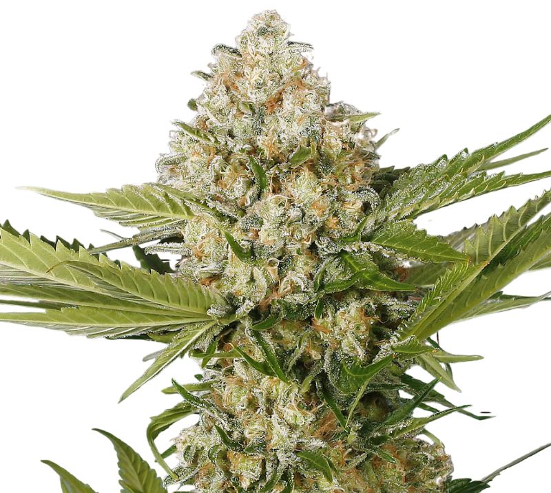 White Buffalo cannabis seeds packaging — Royal King Seeds Australia