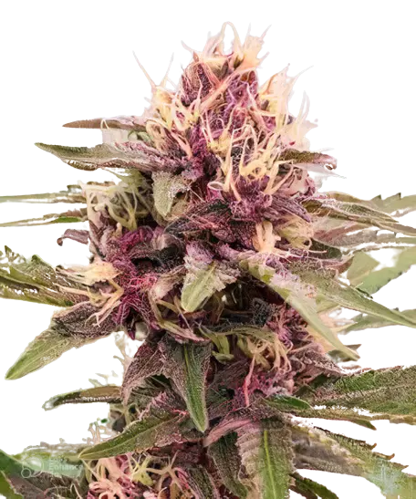 White Empress cannabis seeds packaging — Royal King Seeds Australia