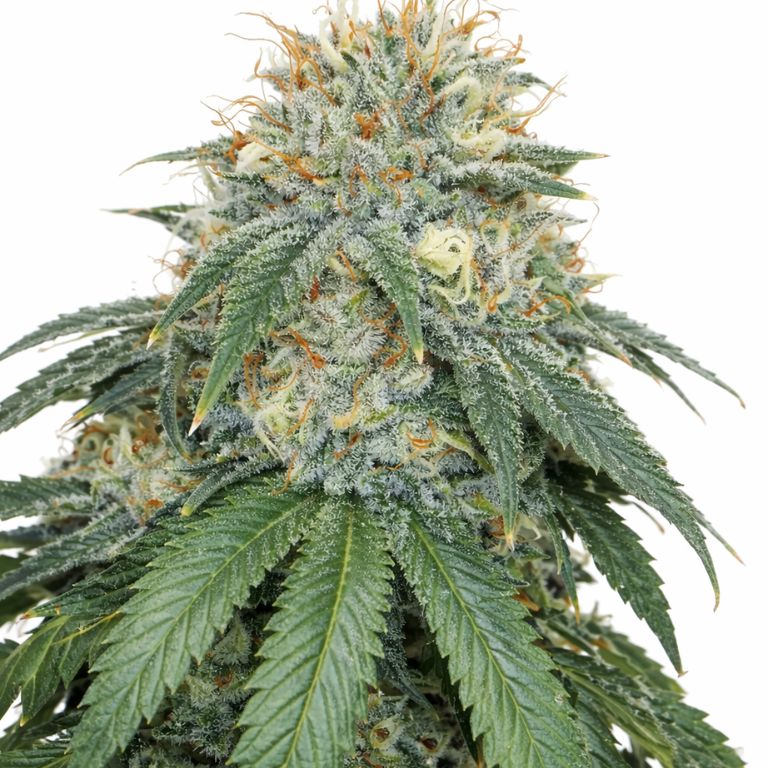 White Fire 43 cannabis seeds packaging — Royal King Seeds Australia