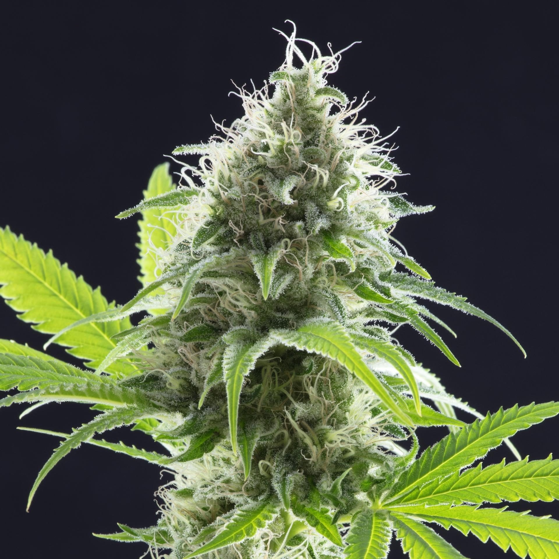 White Fire Alien OG Auto