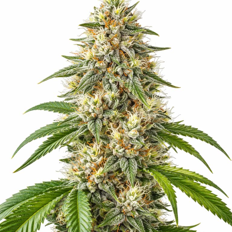 White Fire OG Feminized
