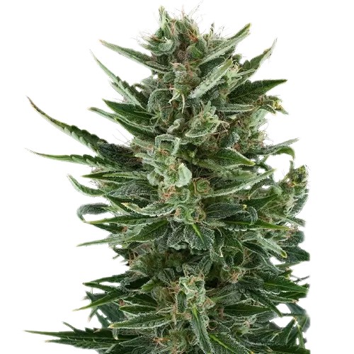 White Gold Auto