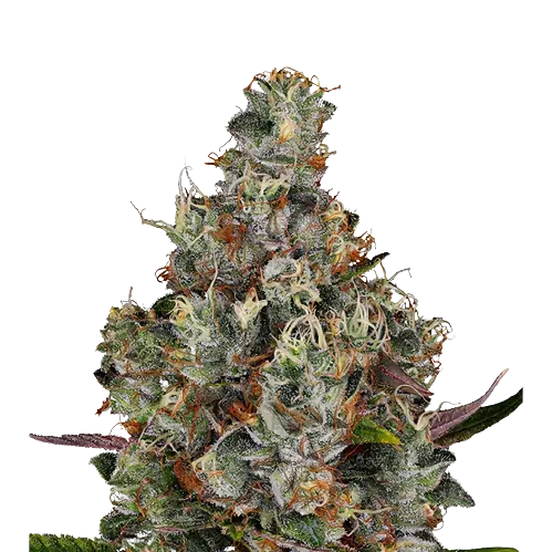 White Kryptonite cannabis seeds packaging — Royal King Seeds Australia