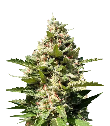 White Kush cannabis seeds packaging — Royal King Seeds Australia