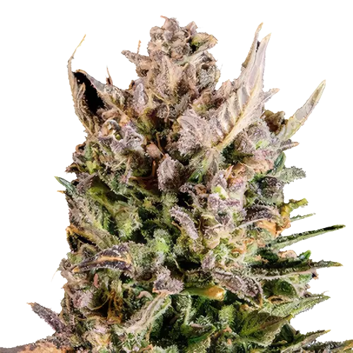 White Lightning cannabis seeds packaging — Royal King Seeds Australia