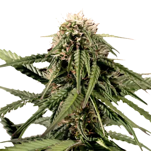 White Nightmare cannabis seeds packaging — Royal King Seeds Australia