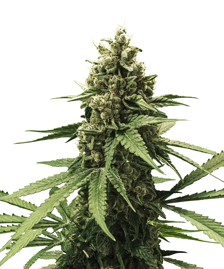 White Rhino cannabis seeds packaging — Royal King Seeds Australia