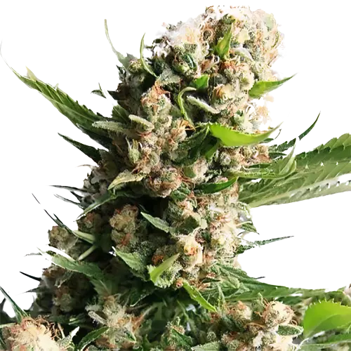 White Russian cannabis seeds packaging — Royal King Seeds Australia