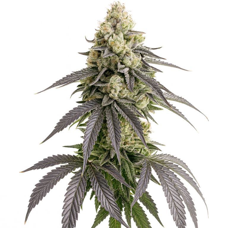 White Truffle cannabis seeds packaging — Royal King Seeds Australia