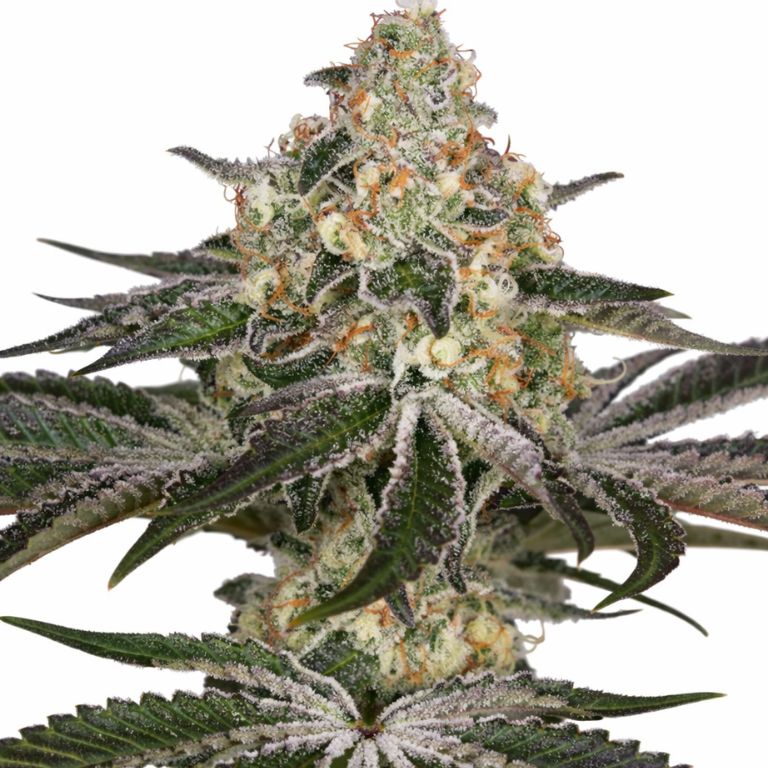 White Widow cannabis seeds packaging — Royal King Seeds Australia