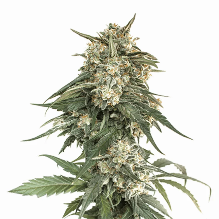 Whiteout cannabis seeds packaging — Royal King Seeds Australia