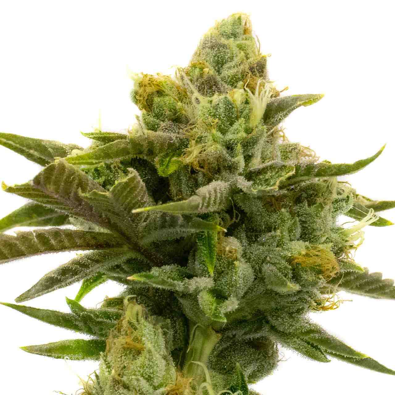 Wild Hog cannabis seeds packaging — Royal King Seeds Australia