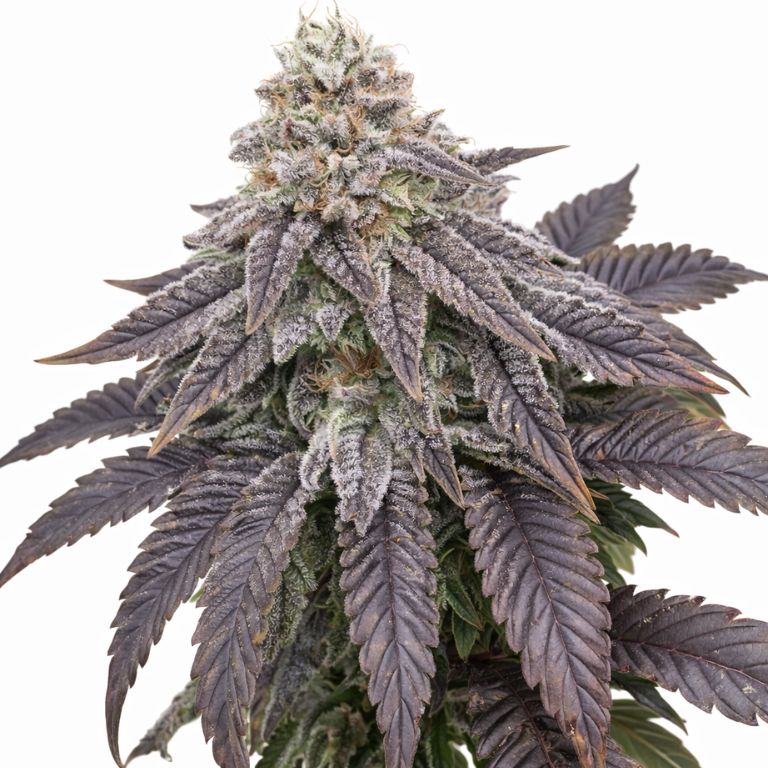 Wildberry cannabis seeds packaging — Royal King Seeds Australia