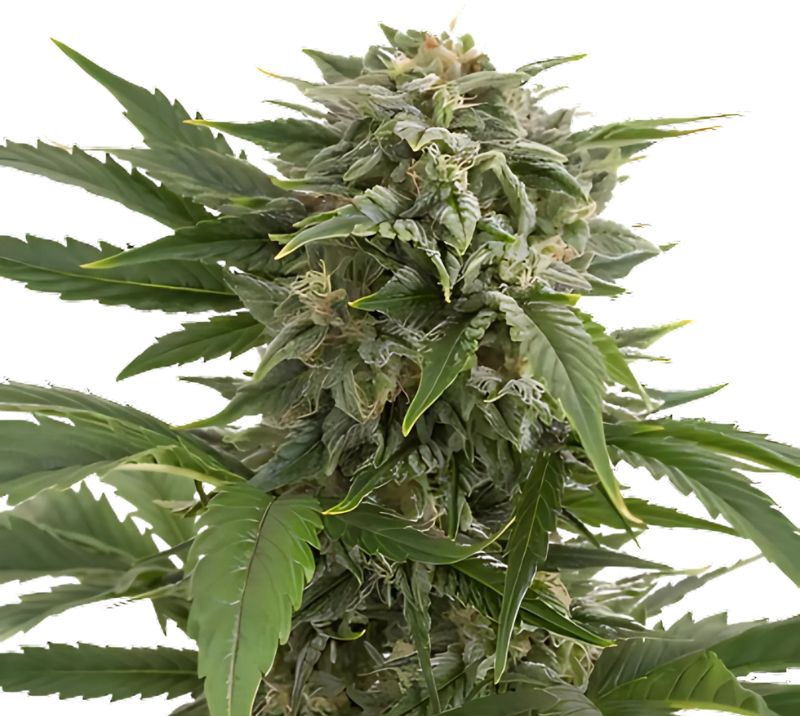 Willie Nelson cannabis seeds packaging — Royal King Seeds Australia