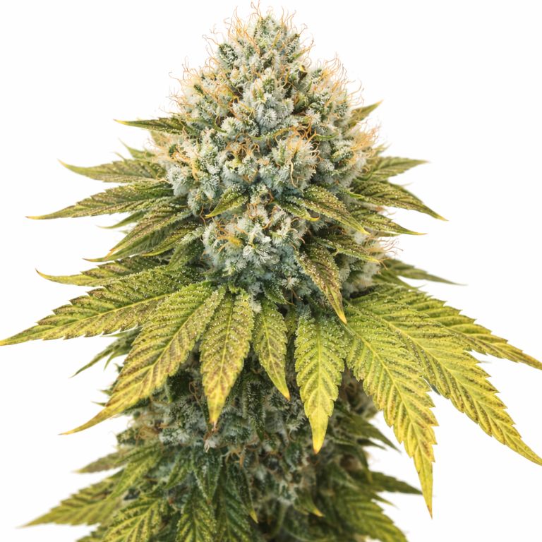 Wilson cannabis seeds packaging — Royal King Seeds Australia