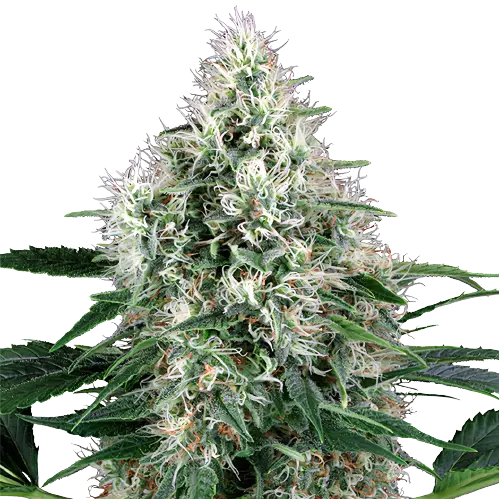 WMD cannabis seeds packaging — Royal King Seeds Australia