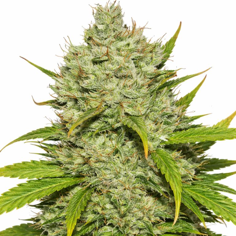 Wonder Woman cannabis seeds packaging — Royal King Seeds Australia