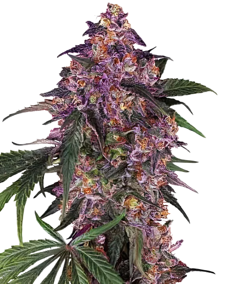 Woody Kush cannabis seeds packaging — Royal King Seeds Australia