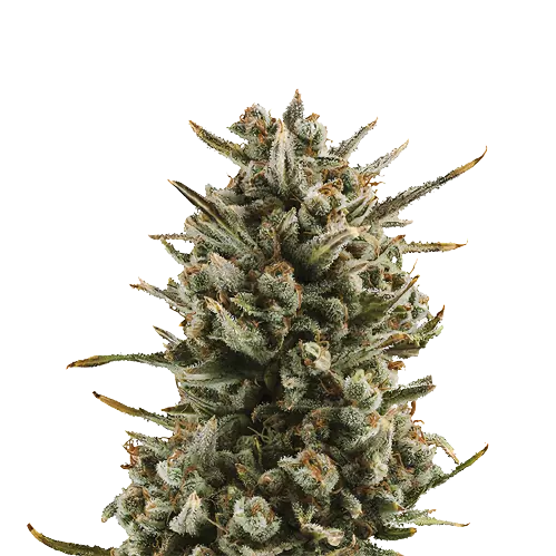 WSU cannabis seeds packaging — Royal King Seeds Australia