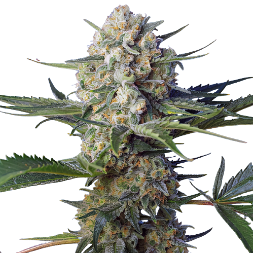WTF cannabis seeds packaging — Royal King Seeds Australia