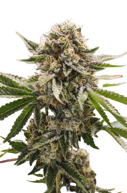 X-Wing cannabis seeds packaging — Royal King Seeds Australia
