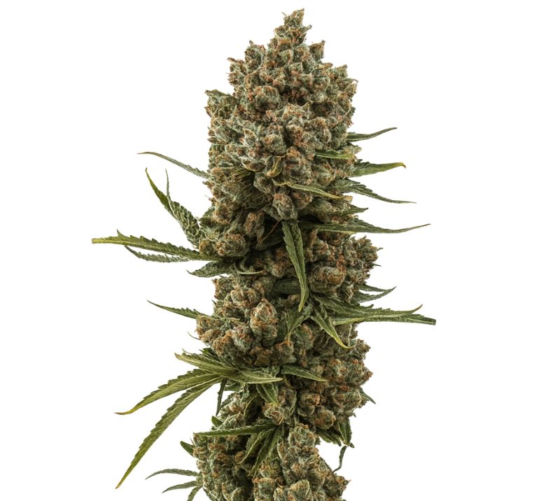 XJ-13 cannabis seeds packaging — Royal King Seeds Australia