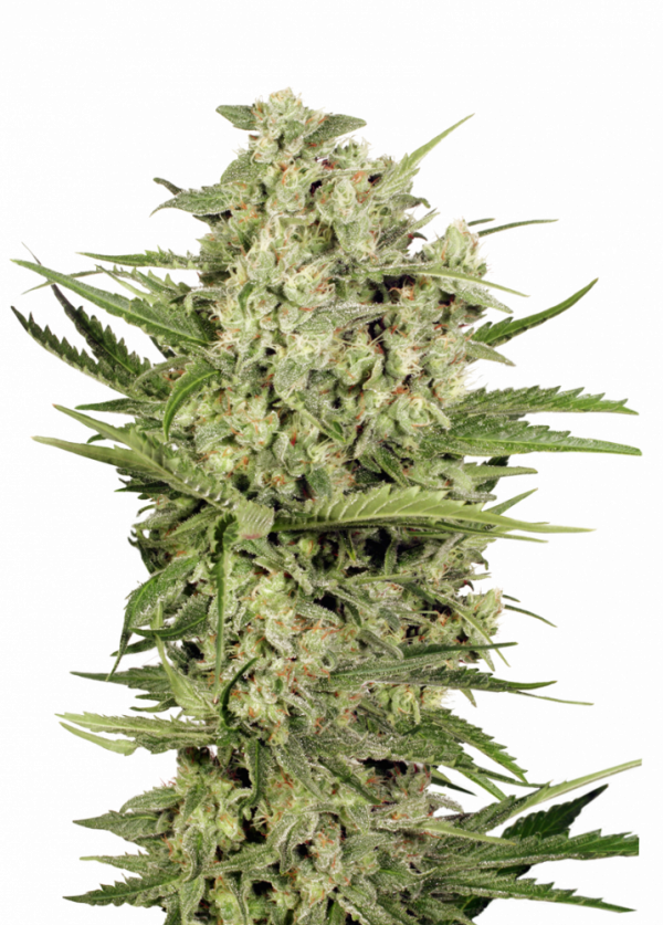 XXX 420 cannabis seeds packaging — Royal King Seeds Australia