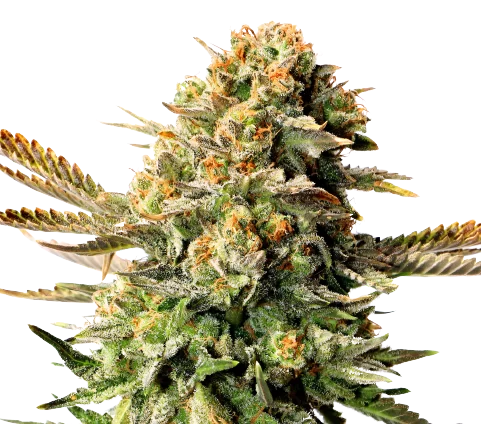 XXX OG cannabis seeds packaging — Royal King Seeds Australia