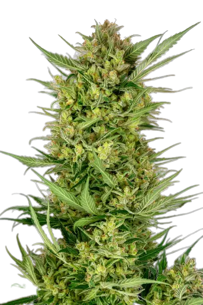 Yeti OG cannabis seeds packaging — Royal King Seeds Australia