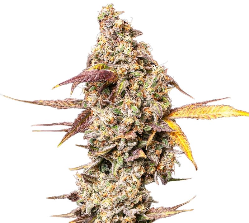 Yoda OG cannabis seeds packaging — Royal King Seeds Australia
