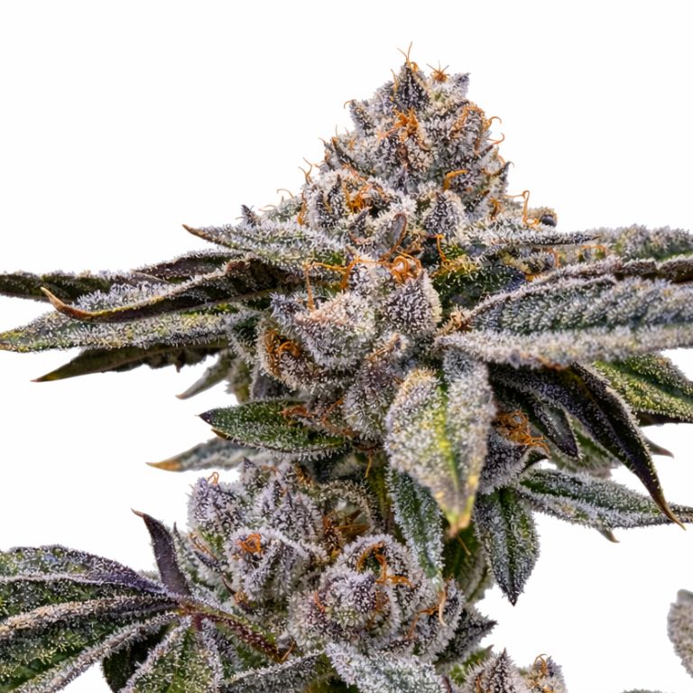 Zashimi cannabis seeds packaging — Royal King Seeds Australia