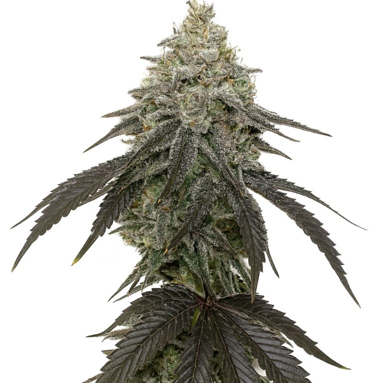 Zebra Cake cannabis seeds packaging — Royal King Seeds Australia