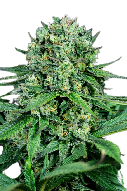 Zen CBD cannabis seeds packaging — Royal King Seeds Australia
