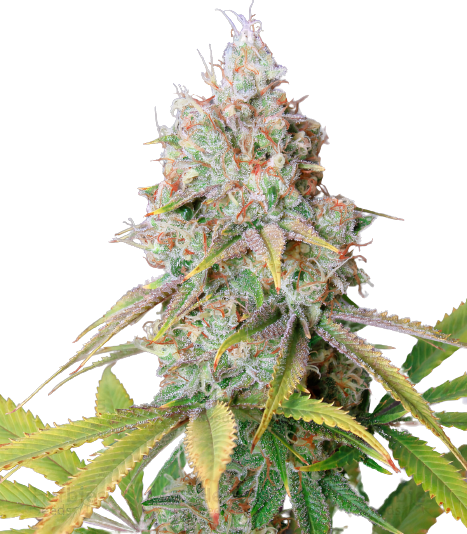 Zombie Kush cannabis seeds packaging — Royal King Seeds Australia