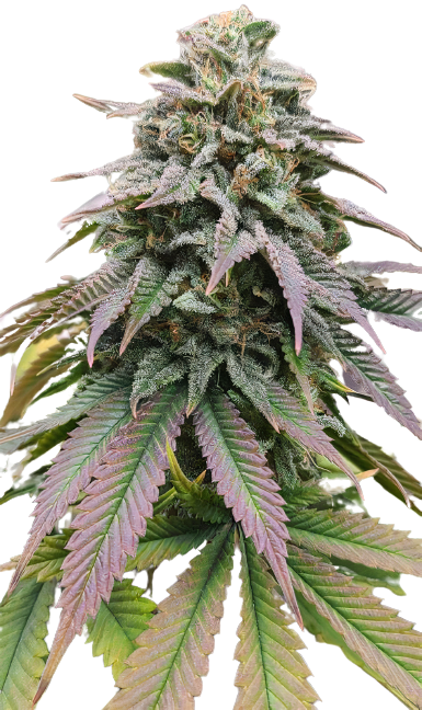 Zombie OG cannabis seeds packaging — Royal King Seeds Australia